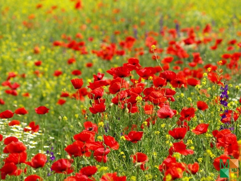 Tranh dán tường hoa poppy tại Ngọc Thụy, Long Biên, Hà Nội FW - 251 Tranh dán tường hoa poppy tại Ngọc Thụy, Long Biên, Hà Nội FW - 251